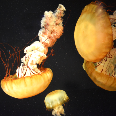 Pacific sea nettle