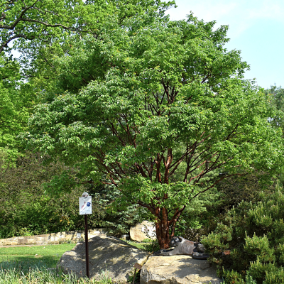 Paperbark Maple Tree in Welcome Center Plaza