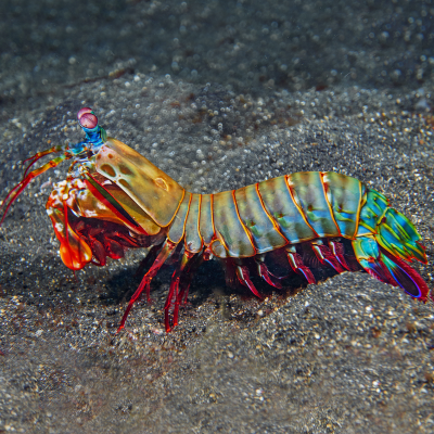 Peacock mantis shrimp