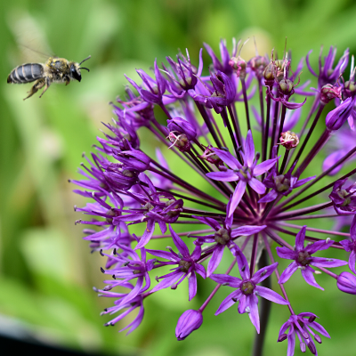 Bee pollinating Persian Onions
