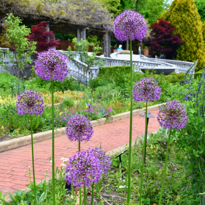 Persian Onions in Zoo Gardens