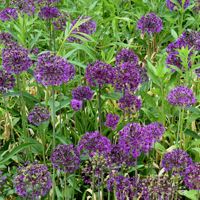 Field of Persian Onions