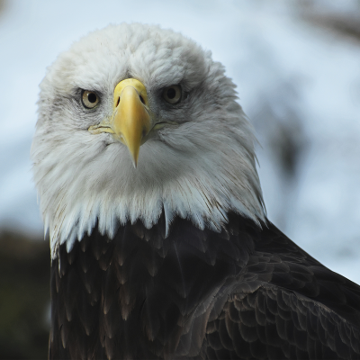 Bald eagle