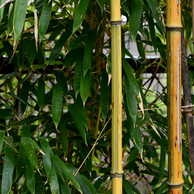 Phyllostachys Bamboo
