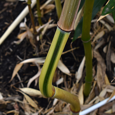 Curved Bamboo Shoot
