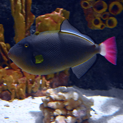 Pinktail Triggerfish