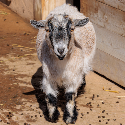 African pygmy goat