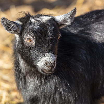 African pygmy goat