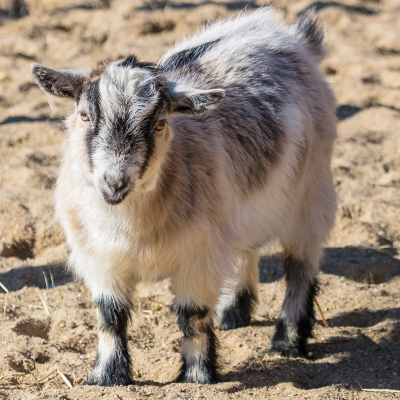 African pygmy goat