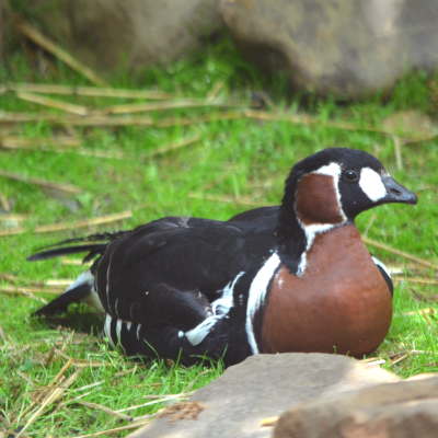 Red-breasted goose