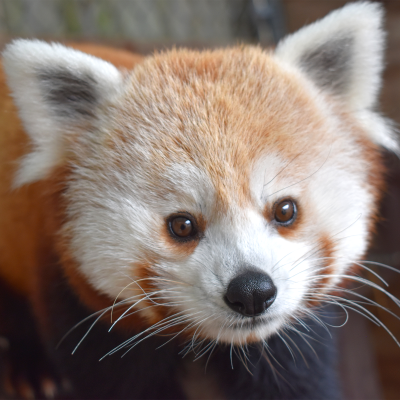 Red panda