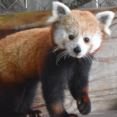 Red panda