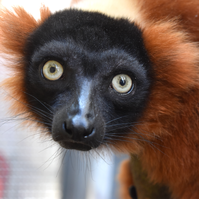 Red ruffed lemur Avatar