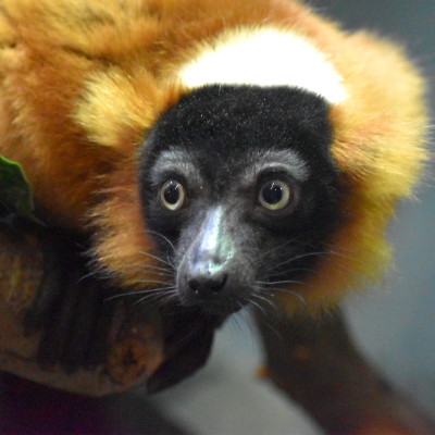 Red ruffed lemur Ikoto