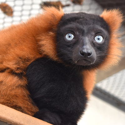 Red ruffed lemur Zeke