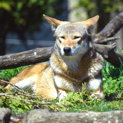 Red wolf Waya