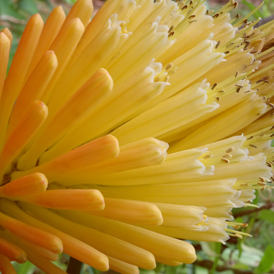 Red Hot Poker Close-Up Flowers