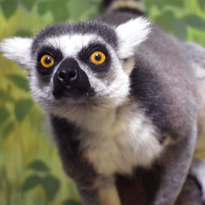 Ring-tailed lemur Gidro