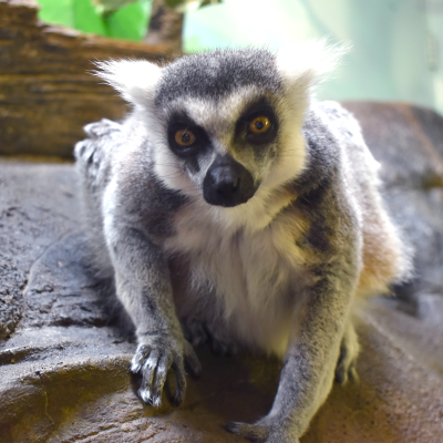 Ring-tailed lemur Nathan