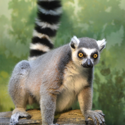 Ring-tailed lemur Gidro