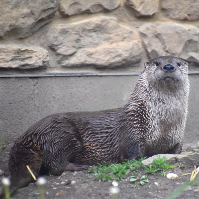 River otter Molly