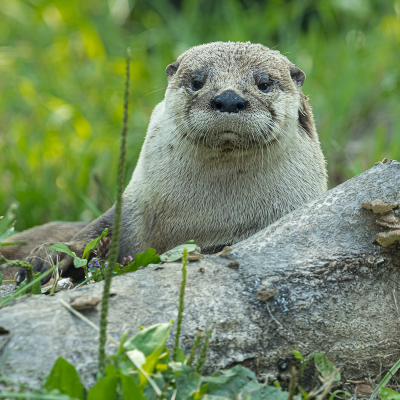 River otter Stratton