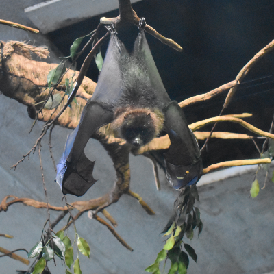 Rodrigues fruit bat