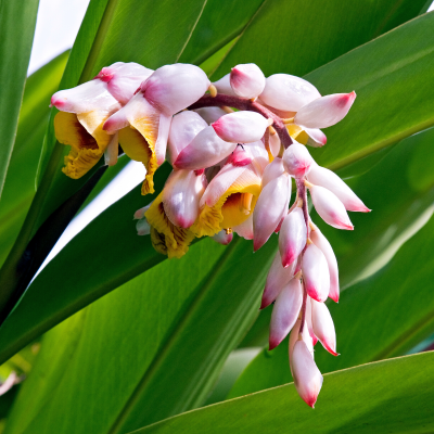 Shell Ginger Flower Clusters