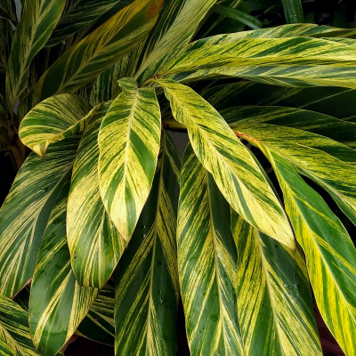 Shell Ginger Leaves