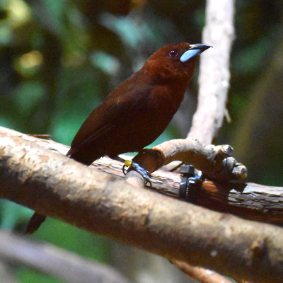 Silver-beaked tanager