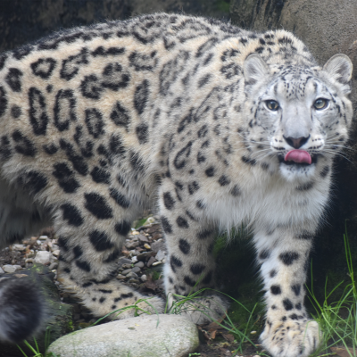 Snow leopard Milja