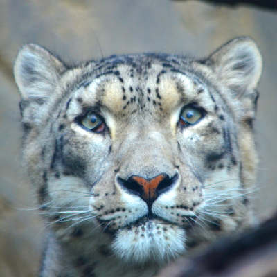 Snow leopard Tai Lung