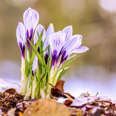 Group of Snow Crocuses in Early Spring