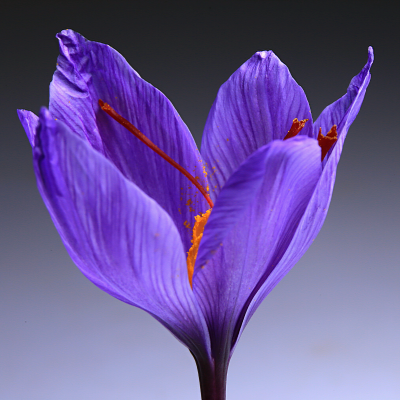 Snow Crocus Flower