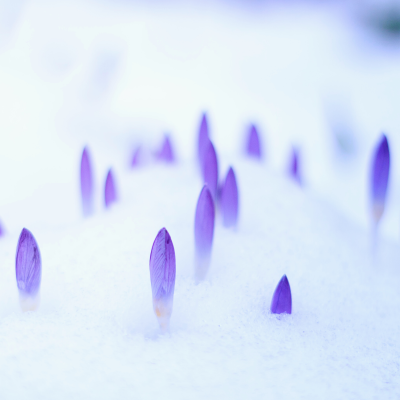 Budding Snow Crocuses