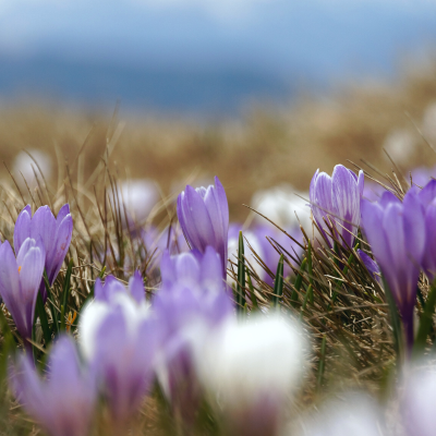 Field of Snow Crocuses