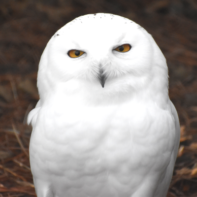 Snowy owl male