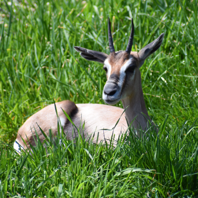 Speke's gazelle