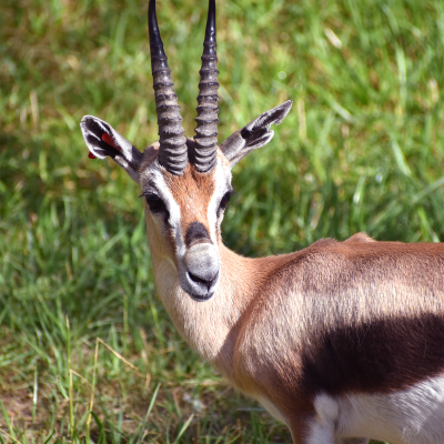 Speke's gazelle