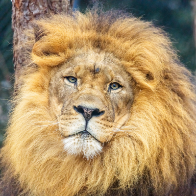 Tamarr - Male lion