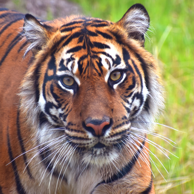Sumatran tiger