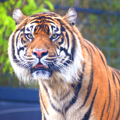 Sumatran tiger