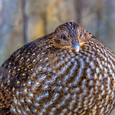 Temmick's tragopan