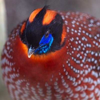 Temmick's tragopan