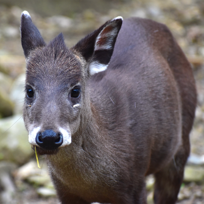 Tufted deer Norman