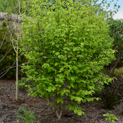 Witch-hazel in Wild Asia