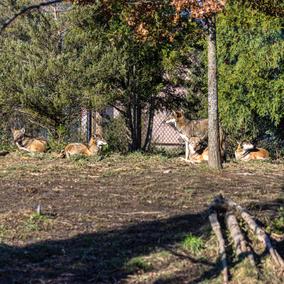 Red wolf family