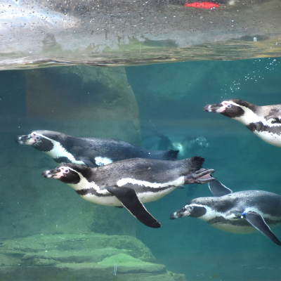 Humboldt penguin