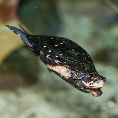 Spotted turtle