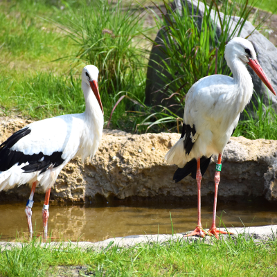 White storks